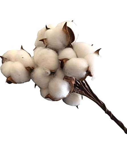 Happyland Kuru Çiçek Pamuk Otu