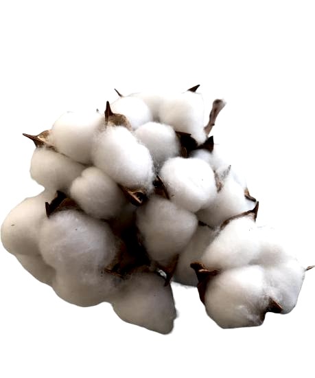 Happyland Kuru Çiçek Pamuk Otu