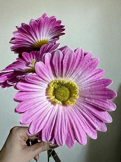 Happyland Yapay Çiçek Garbera Islak Papatya Pembe Renk 3 Adet HPY-26216