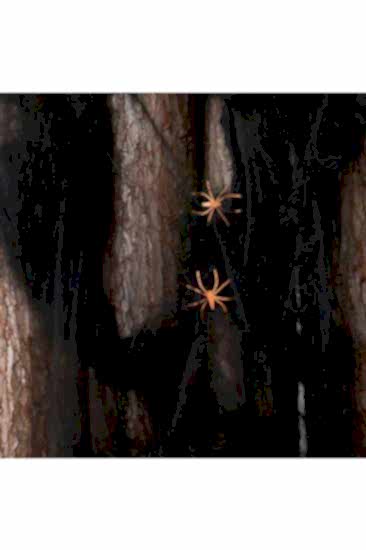 Happyland Halloween Siyah Örümcek Ağ Halloween Cadılar Bayramı Ağ Dekor Süs Siyah
