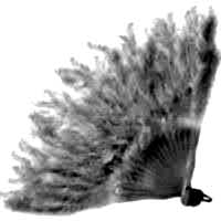 Beyaz Tüylü Yelpaze